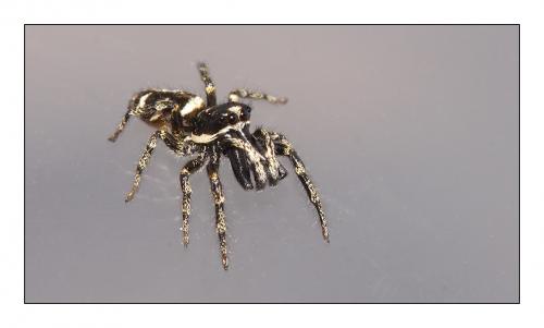 Salticus scenicus